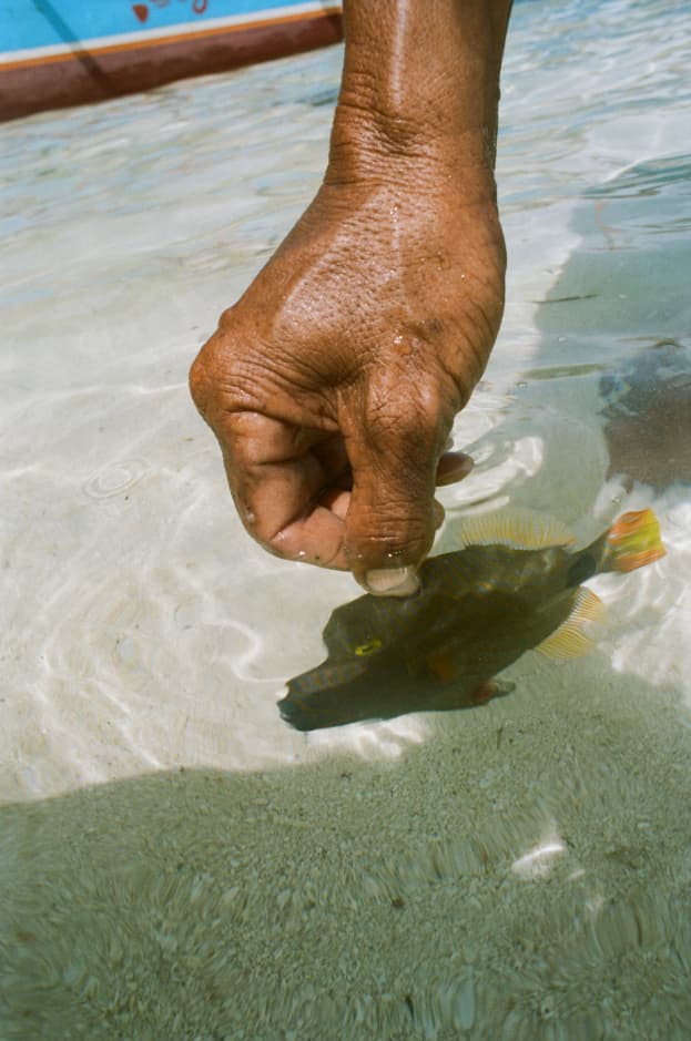 Bajo: Guardians of the Reef